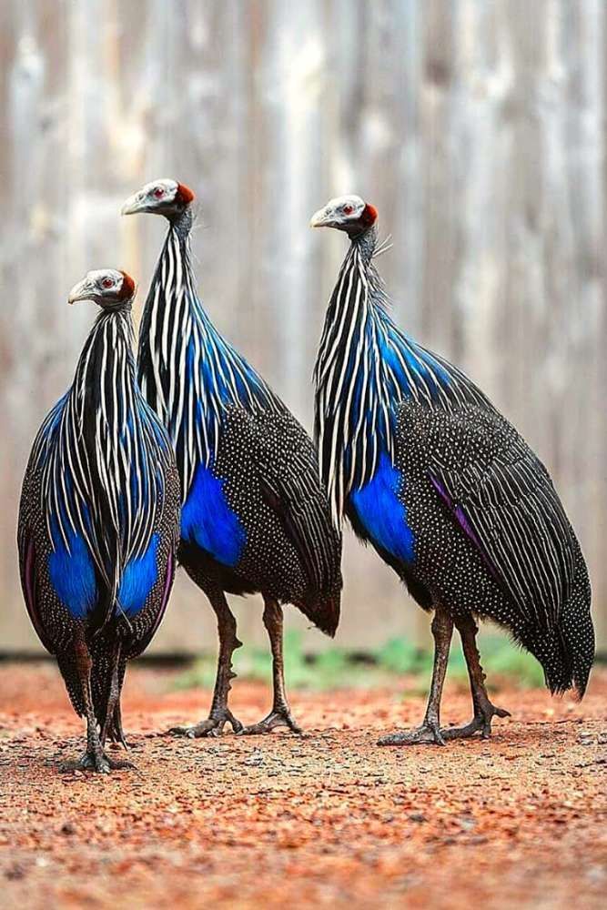 Guineafowl