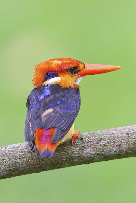 King Fisher