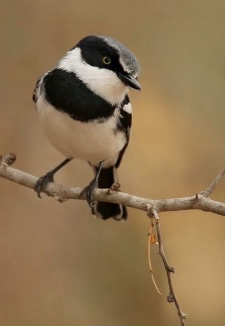 Gray Backed Fiscal