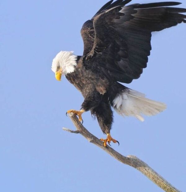 African Fish Eagle