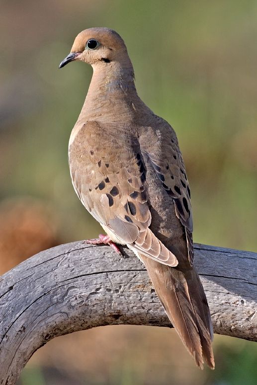 Dove