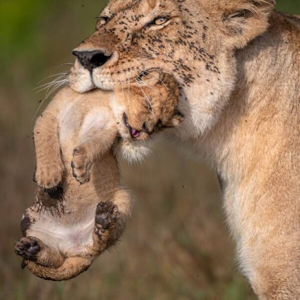 Selected facts about Serengeti national park in Tanzania.