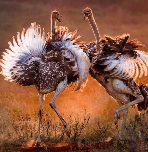Ostrich