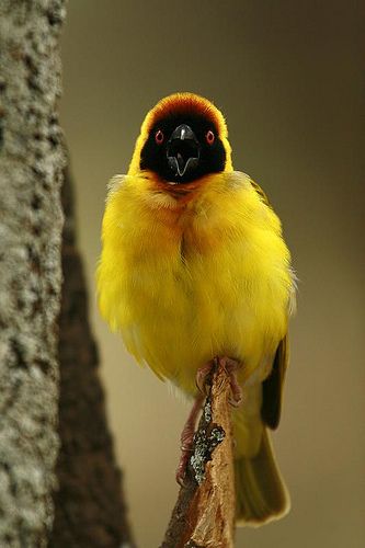 Weaver