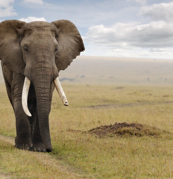 Day Trip Tarangire National Park (Shared)