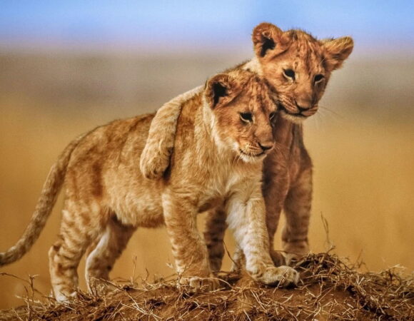 3-Day Fly in and out Lodging Safari