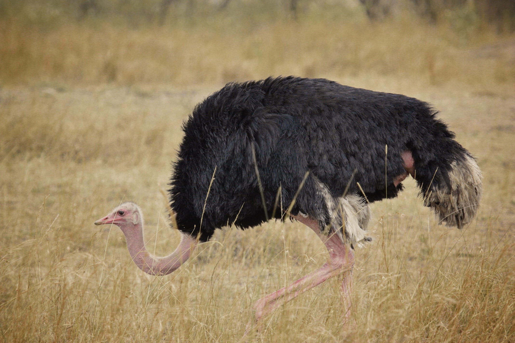 5-Day Safari Tarangire, Serengeti & Ngorongoro Crater(Budget Camping)